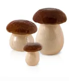 Cogumelos