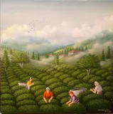 Tea field