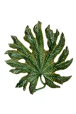 Chestnut leaf