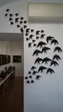 swallows