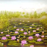 Lily Flowers